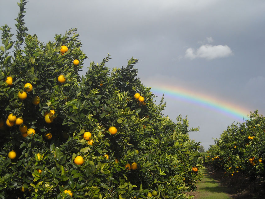 Regenbogen über Orangenbäumen