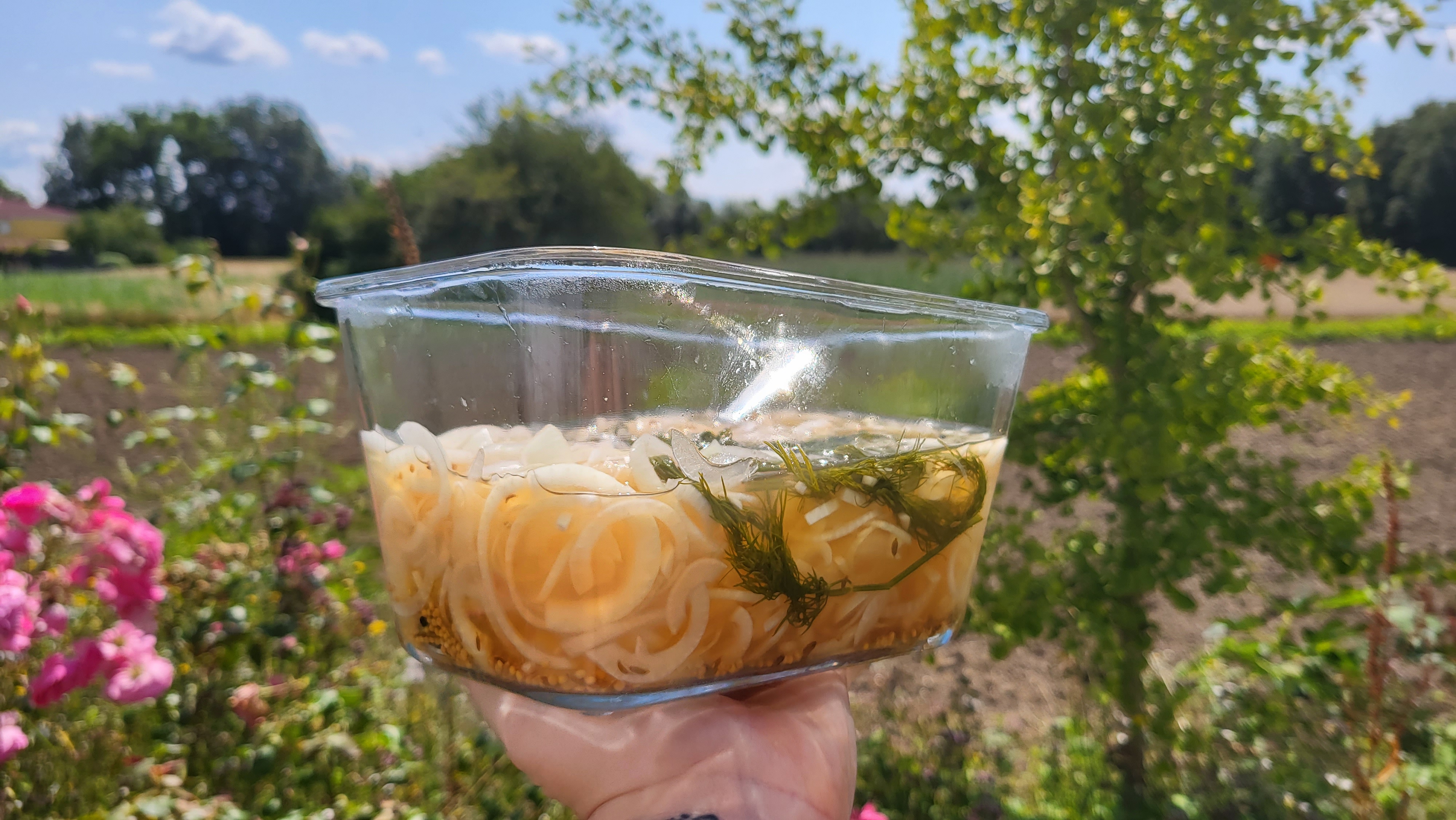 Zwiebeln und Flüssigkeit in einem Glas